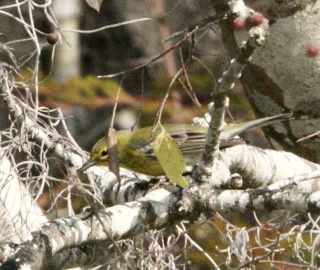 סבכון אורנים - ML645788324
