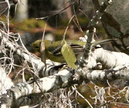 סבכון אורנים - ML645788325
