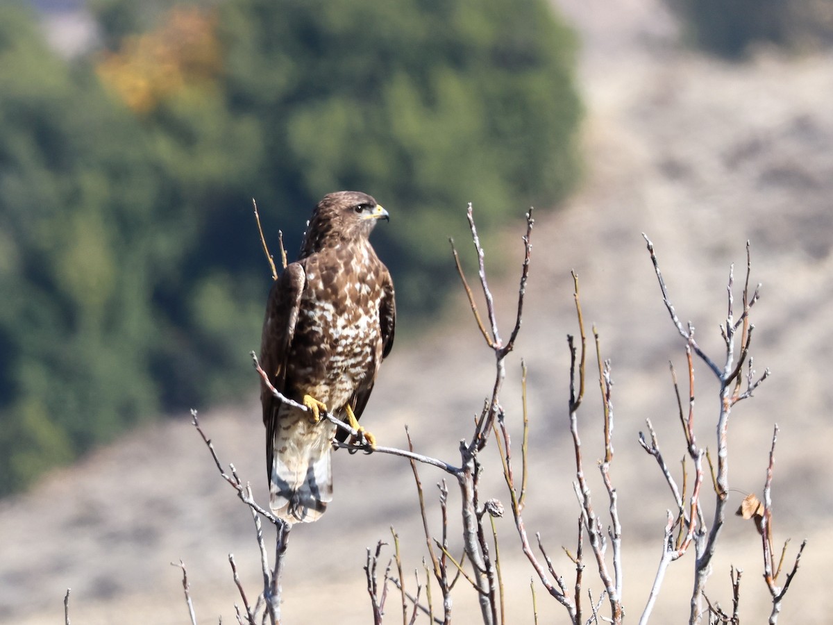 Common Buzzard - ML645788329