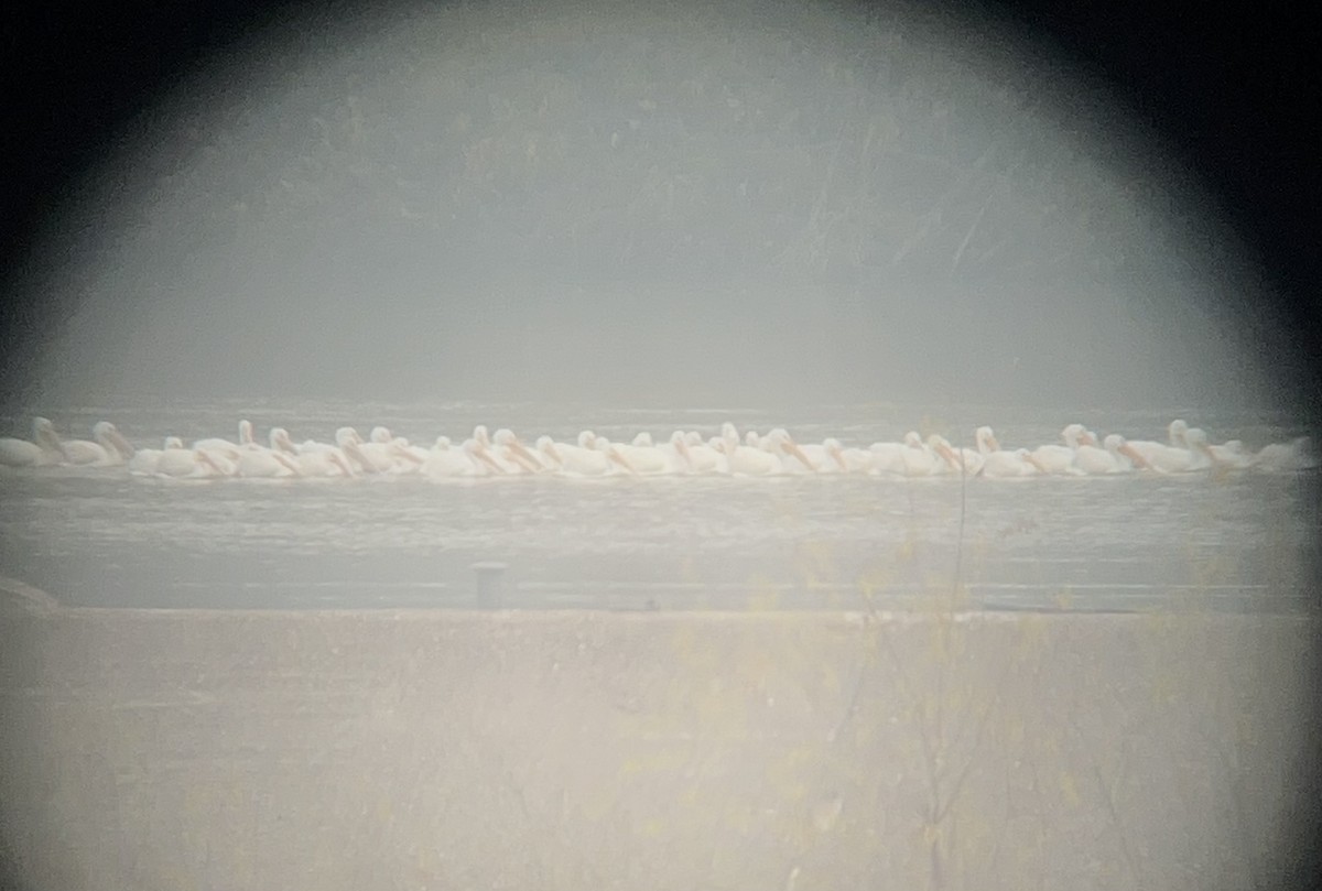 American White Pelican - ML645788336