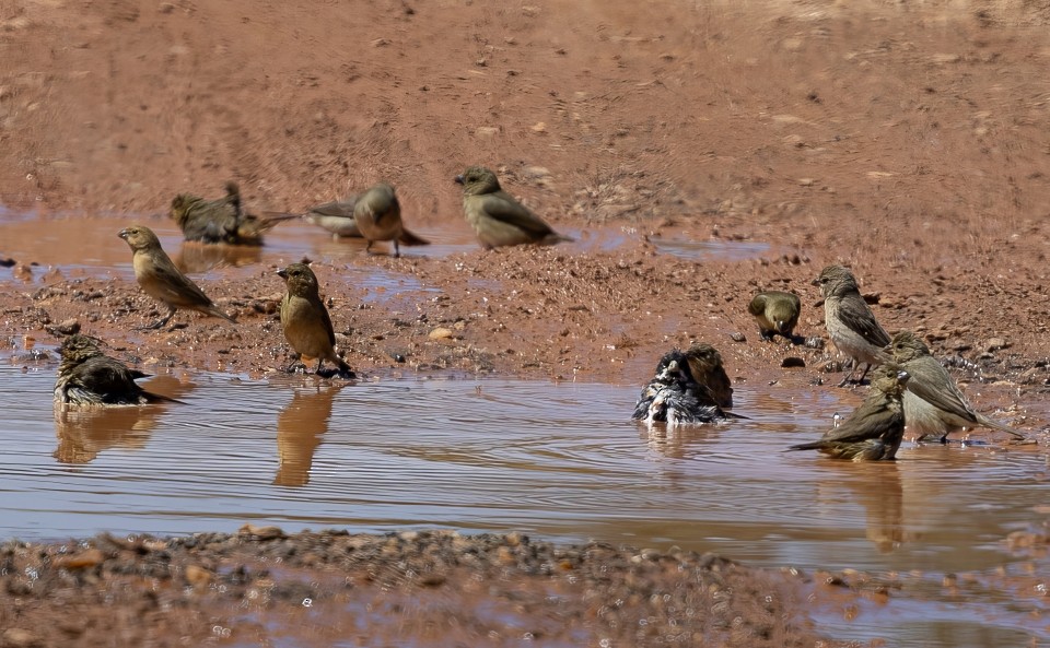 Schmuckspelzer - ML645788338