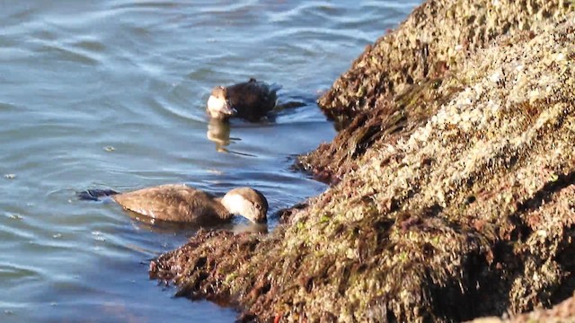 Black Scoter - ML645788340