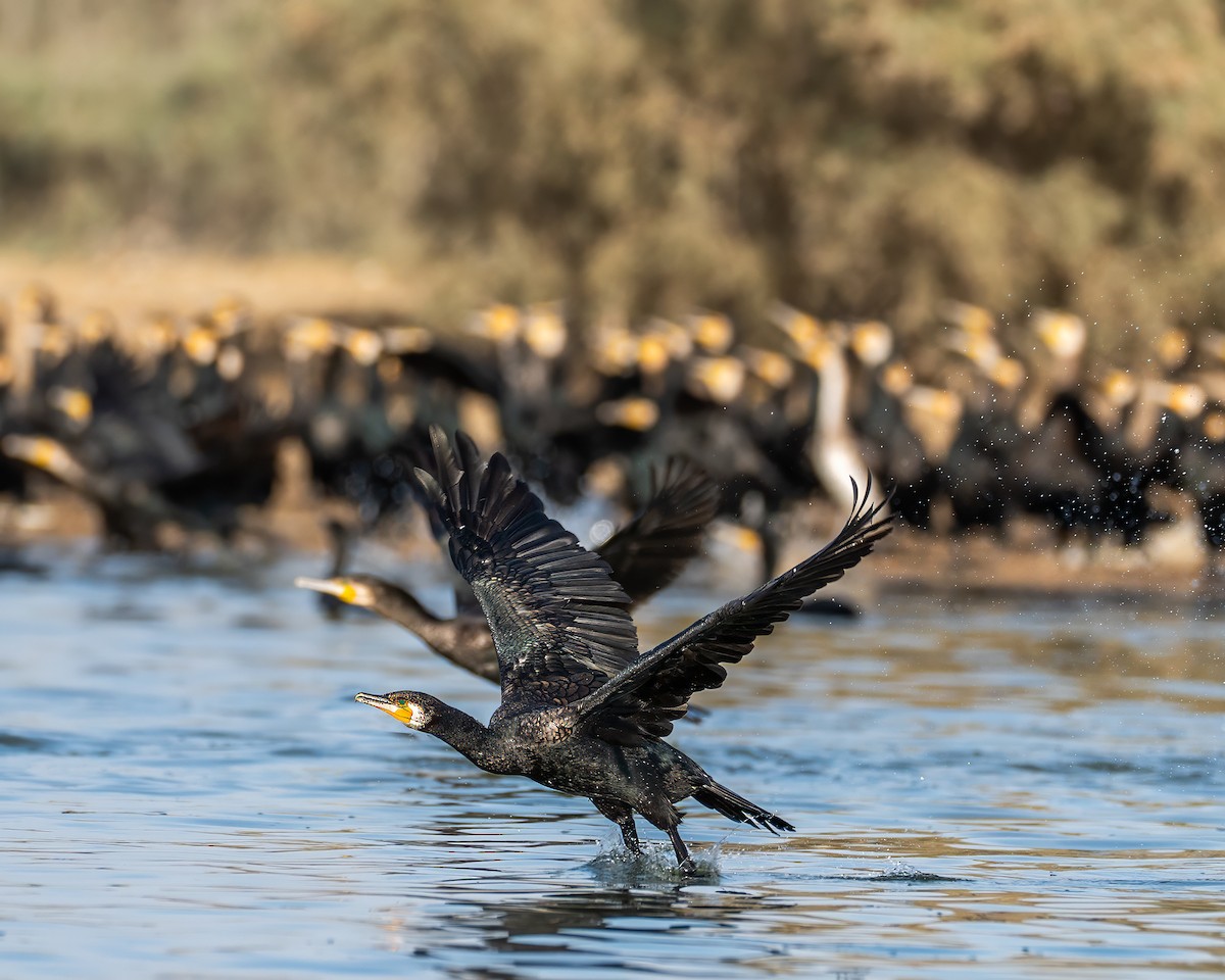 Cormorán Grande - ML645788341