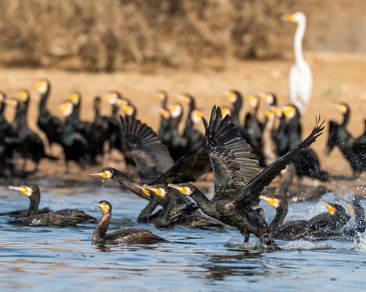 Cormorán Grande - ML645788343