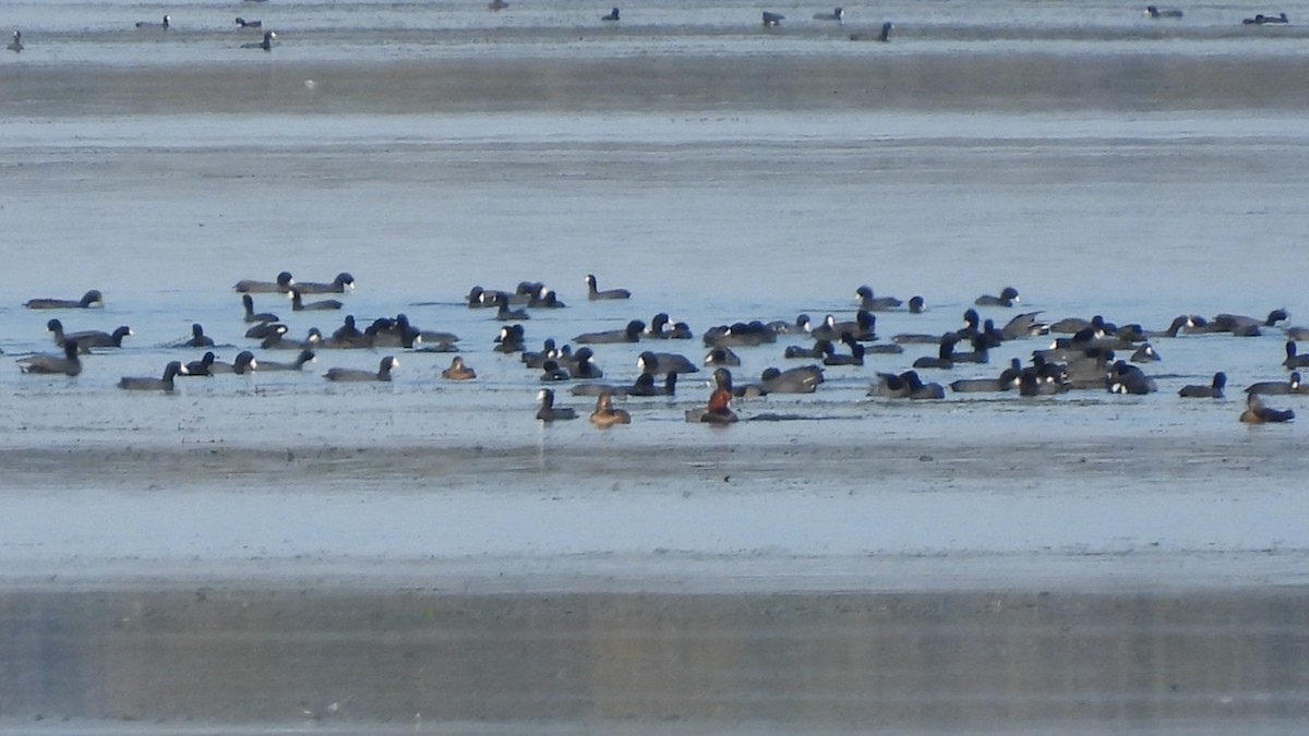 Redhead - ML645788346