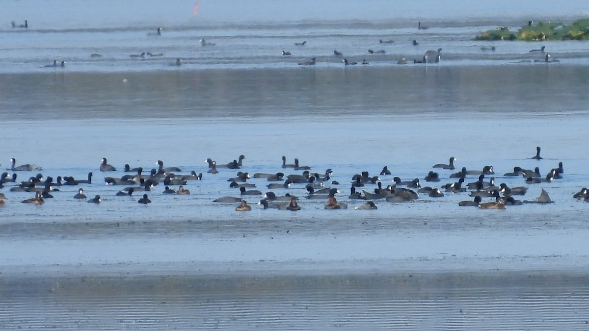 Redhead - ML645788347