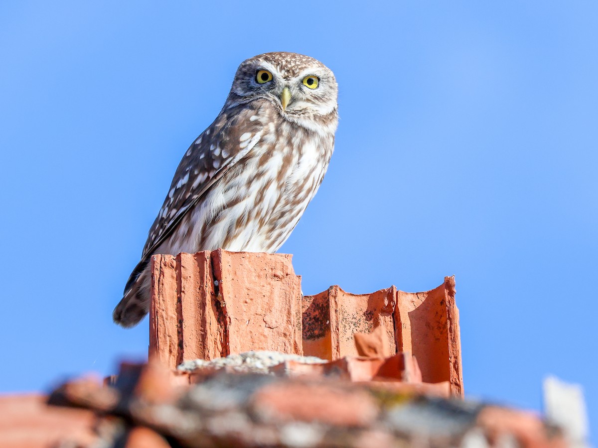 Little Owl - ML645788348