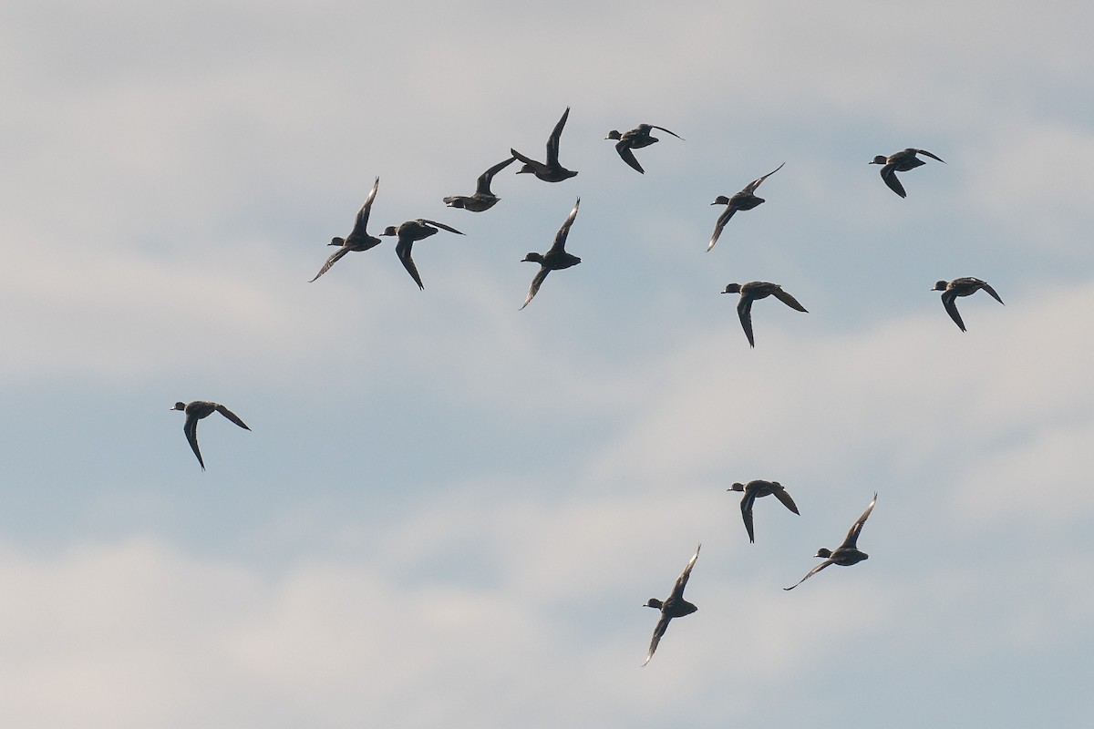 Green-winged Teal - ML645788349