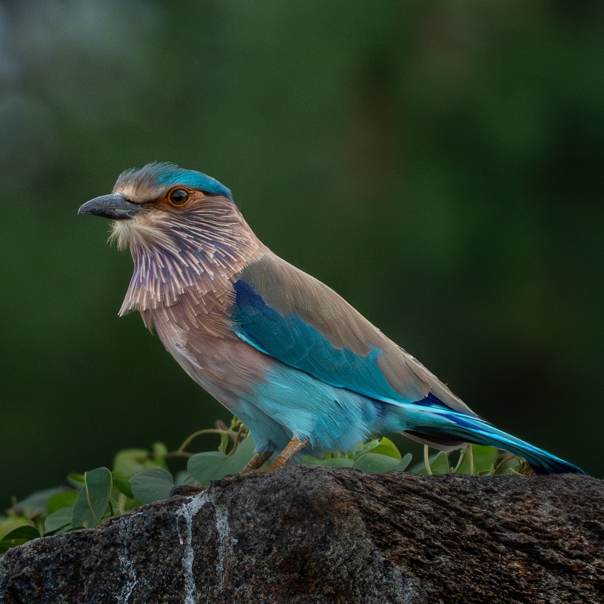 Indian Roller - ML645788351