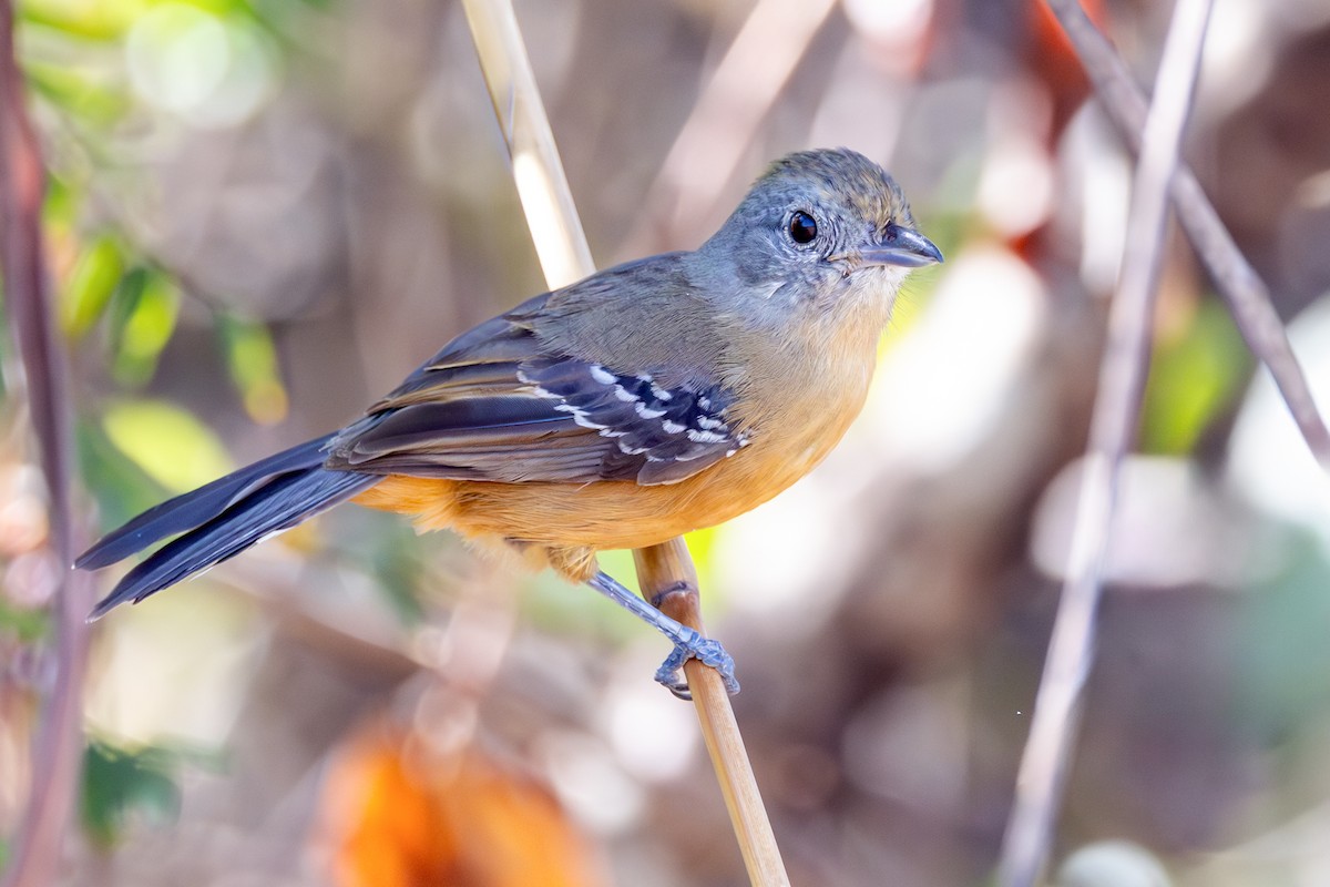 Variable Antshrike - ML645788365