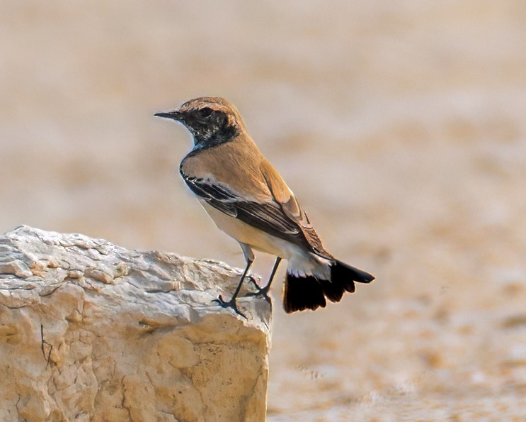 Collalba Desértica - ML645788366