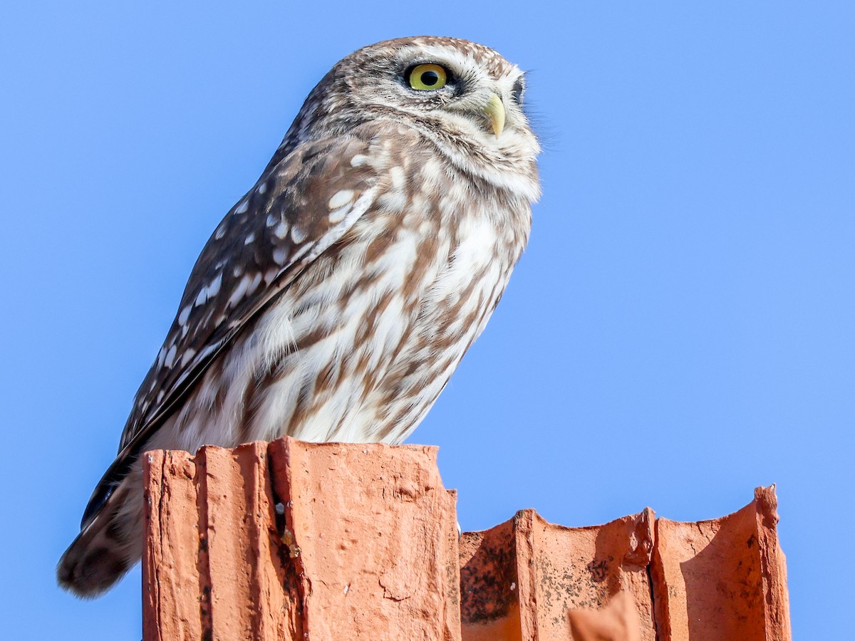 Little Owl - ML645788372