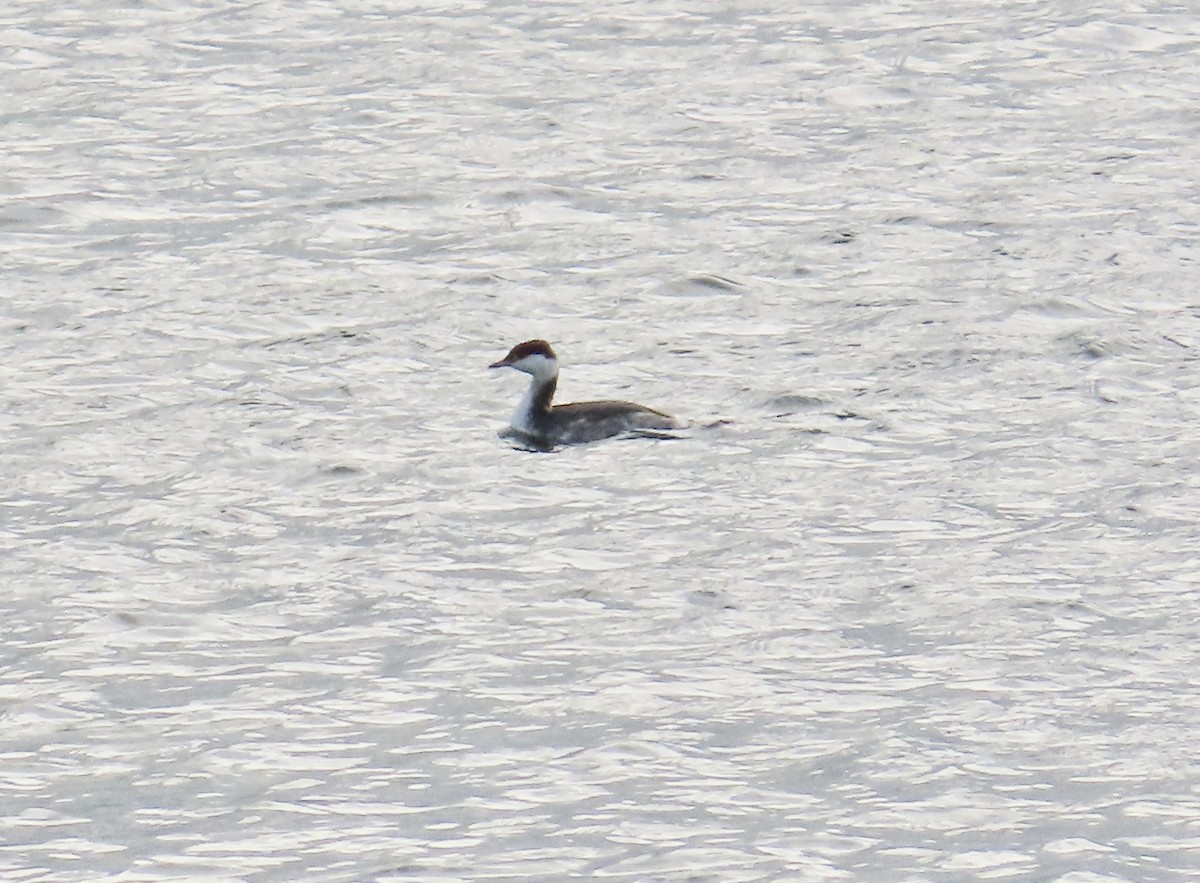 Horned Grebe - ML645788375