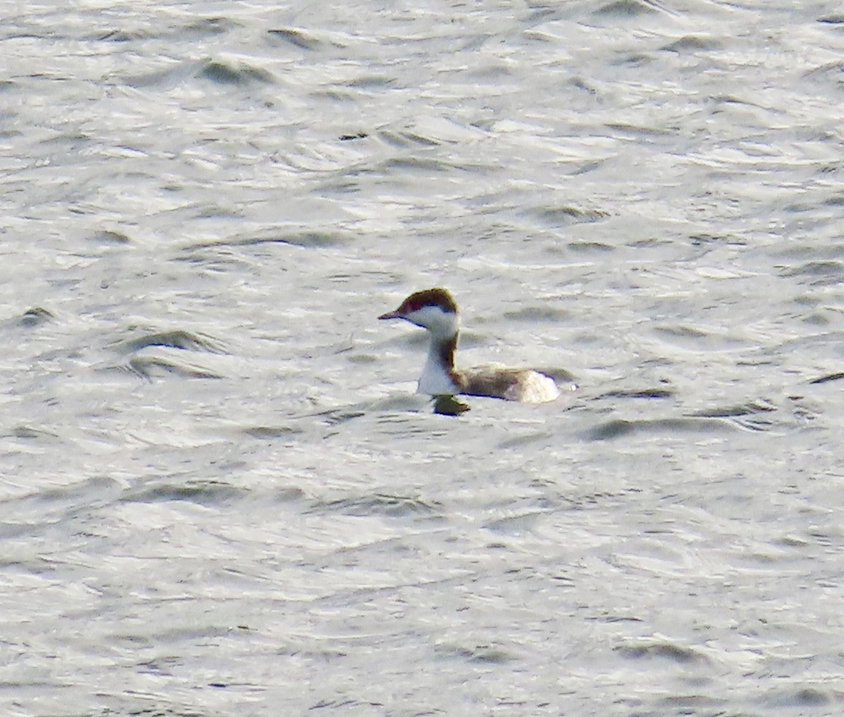 Horned Grebe - ML645788376