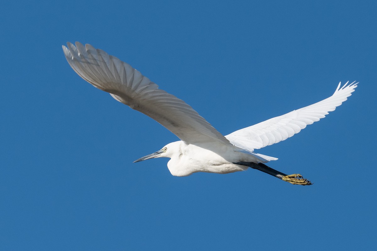 Little Egret - ML645788377