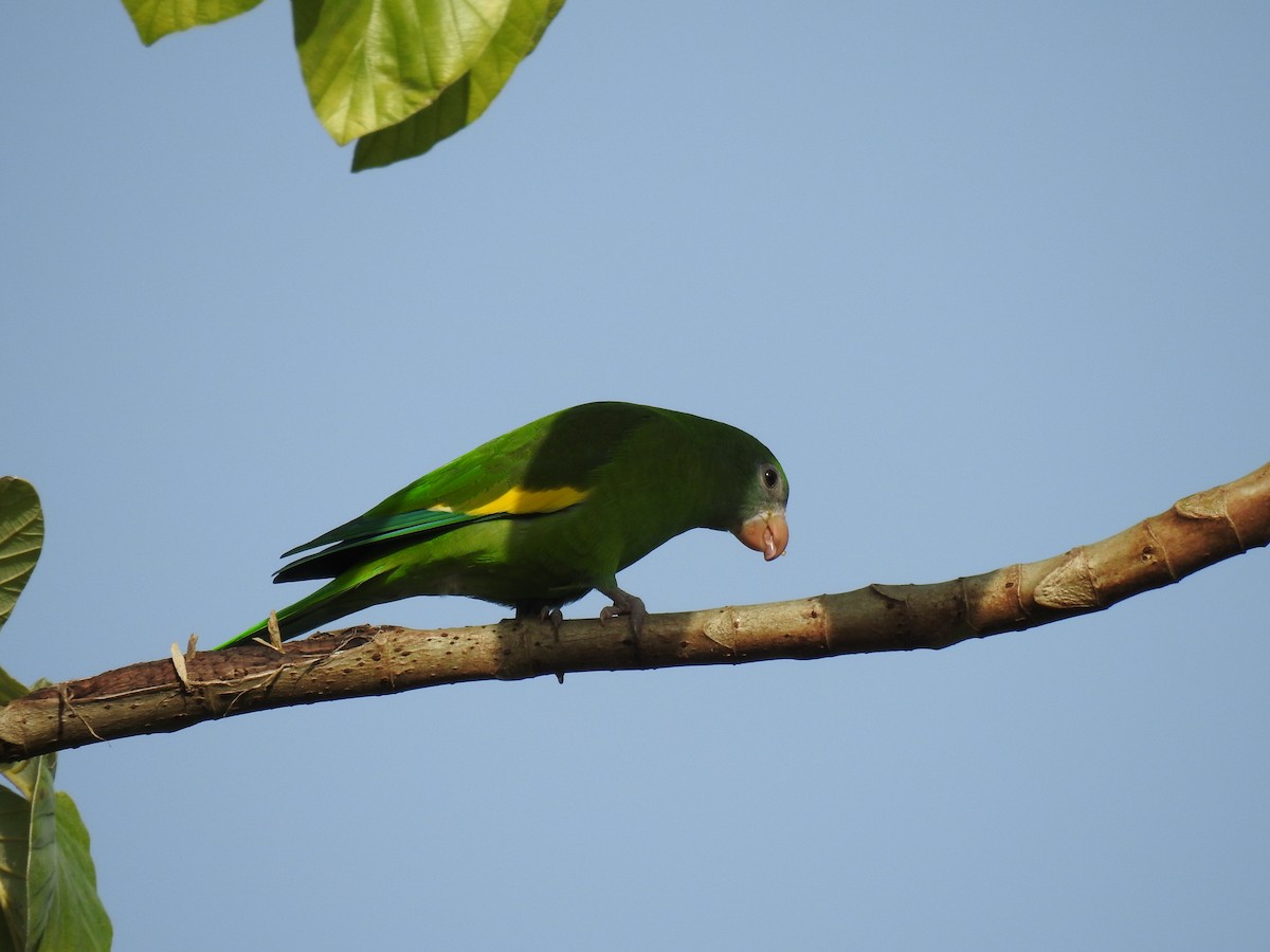 White-winged Parakeet - ML645788383