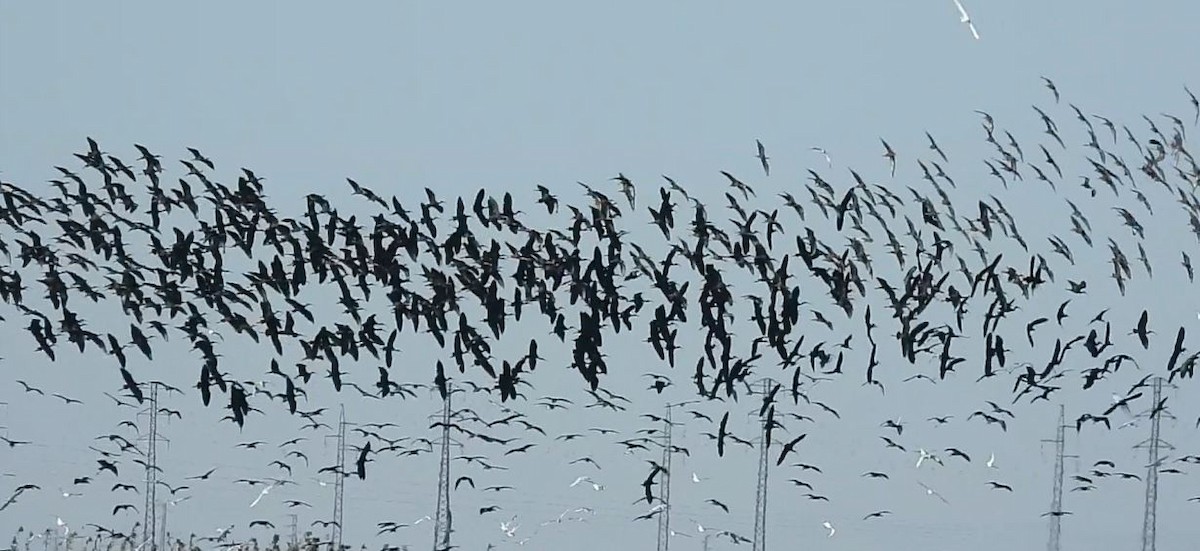 Glossy Ibis - ML645788386