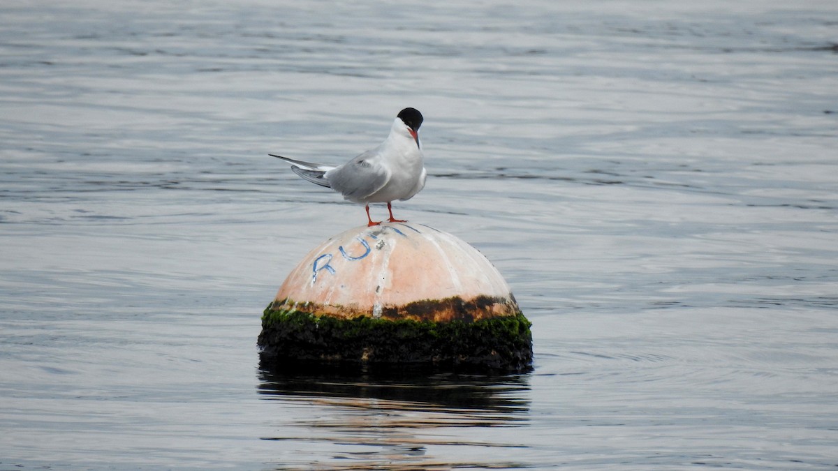 Common Tern - ML645788388