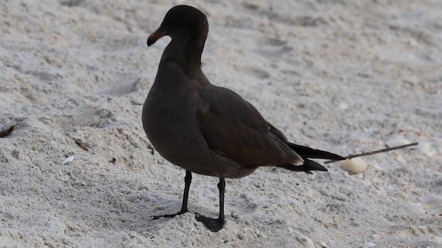Heermann's Gull - ML645788390