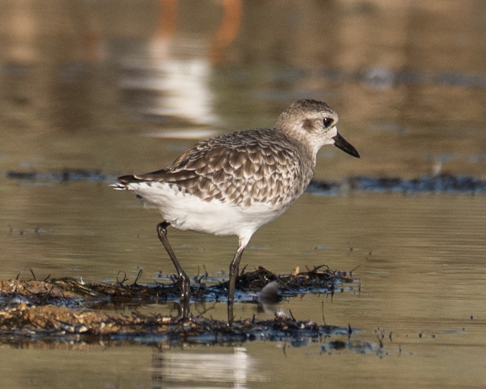 Chorlito Gris - ML645788403