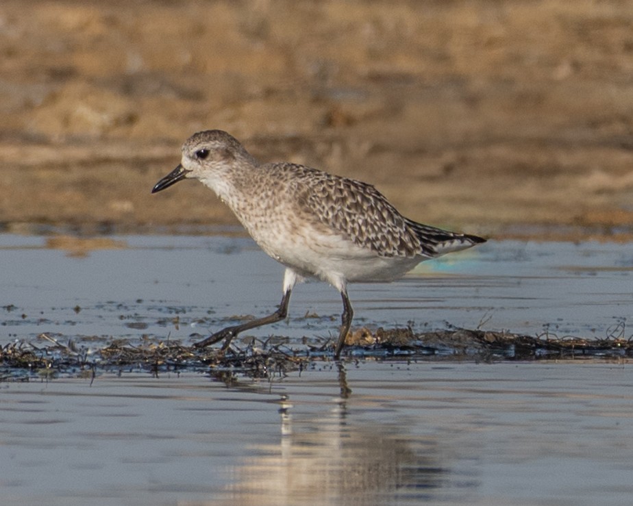 Chorlito Gris - ML645788404