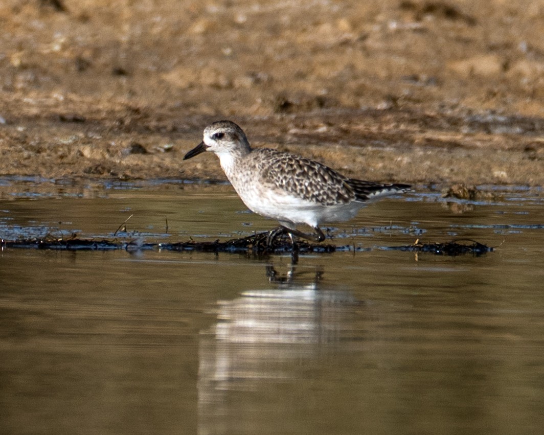 Chorlito Gris - ML645788405