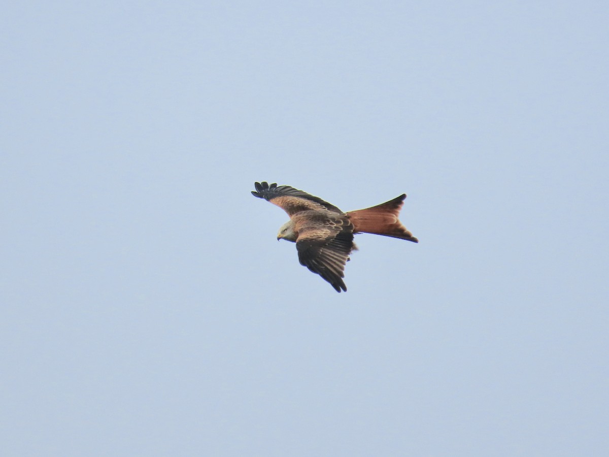 Red Kite - ML645788407
