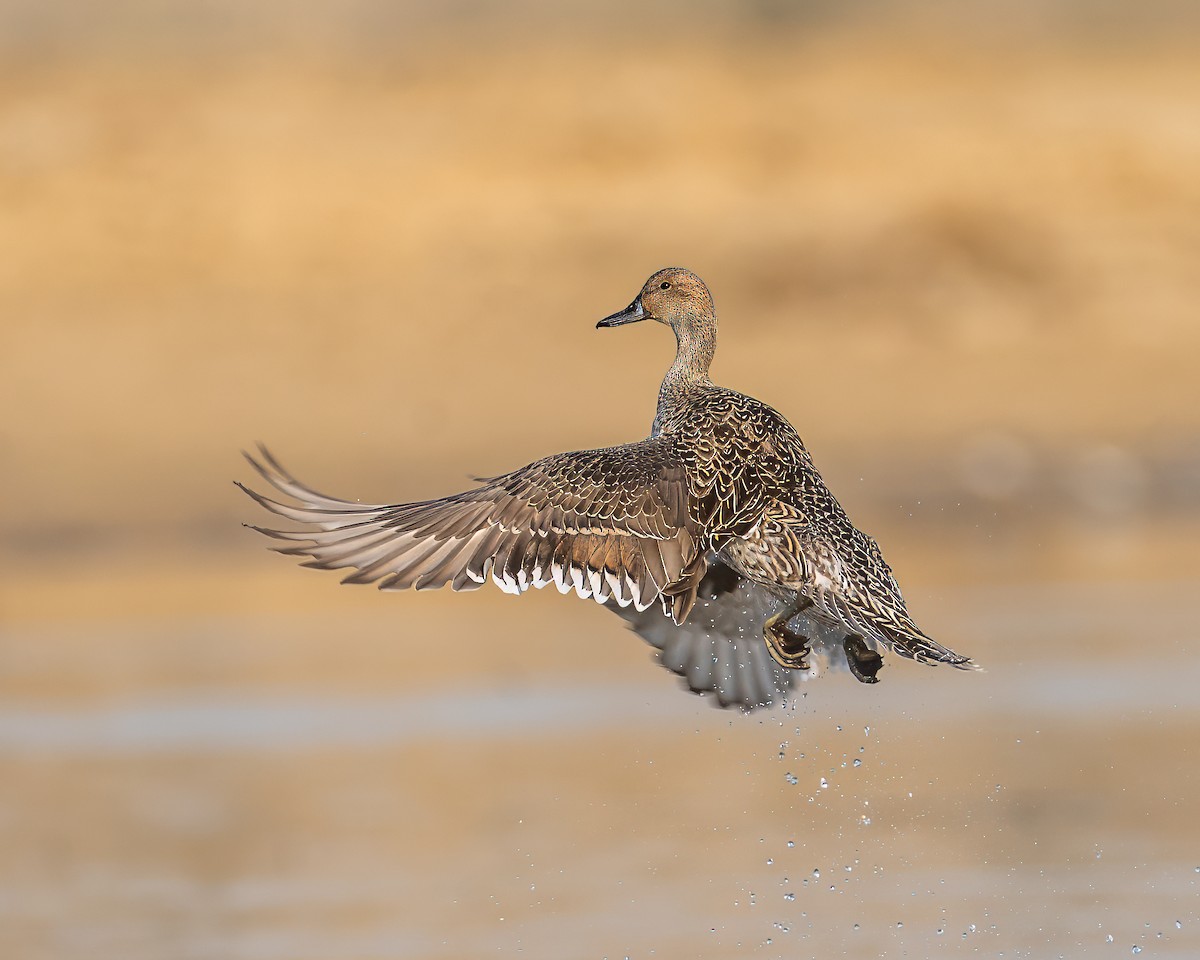 Ánade Rabudo - ML645788412