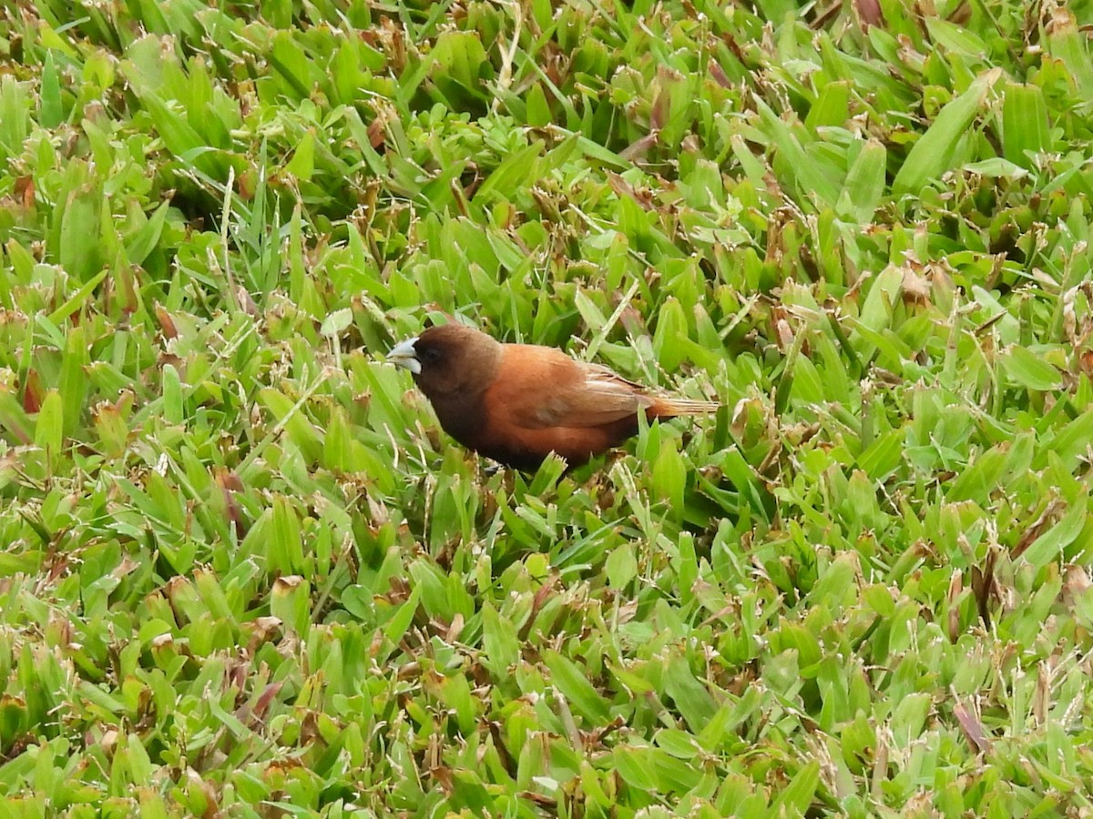 Capucin à tête noire - ML645788416