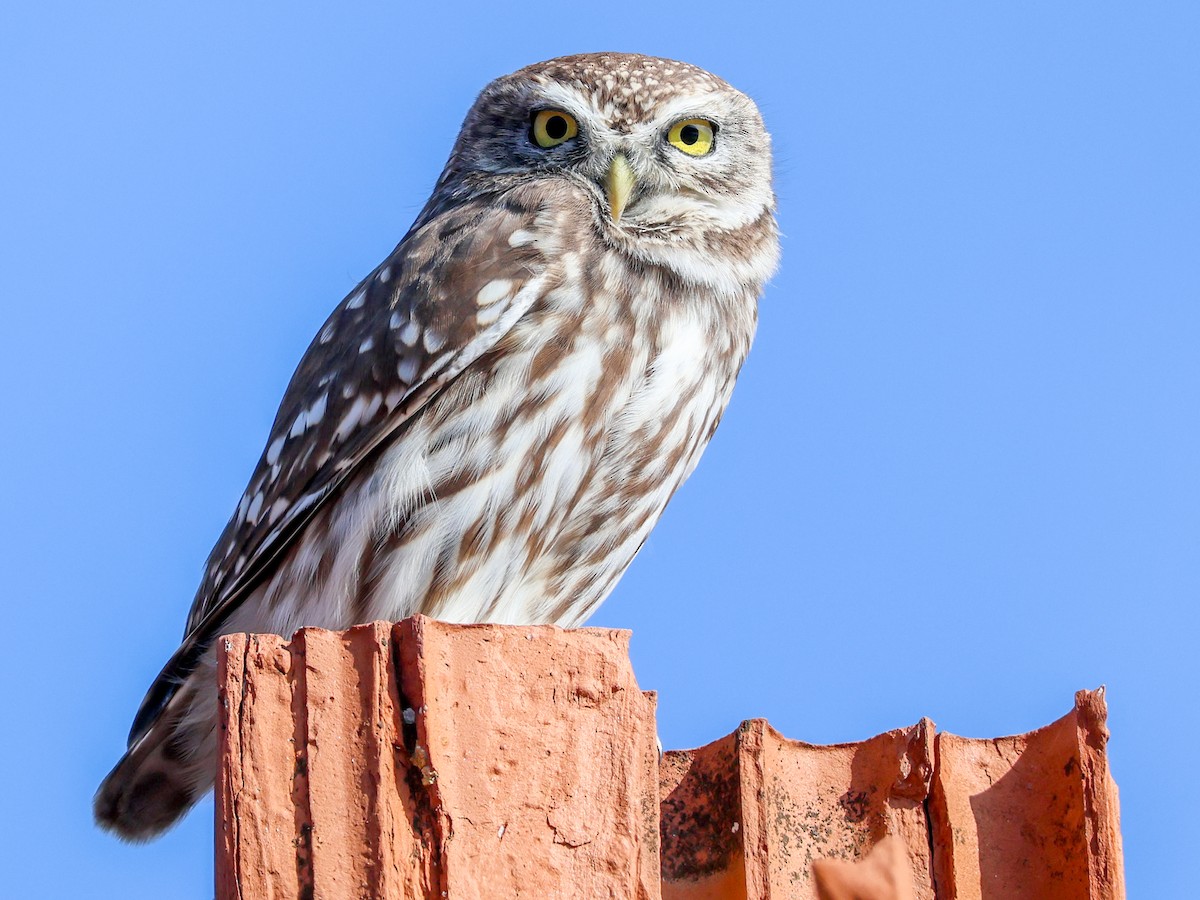 Little Owl - ML645788421