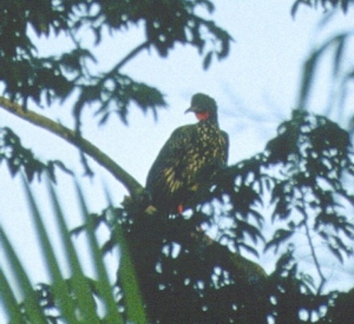 Crested Guan - ML645788422