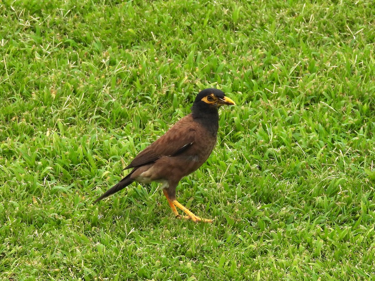 Common Myna - ML645788427