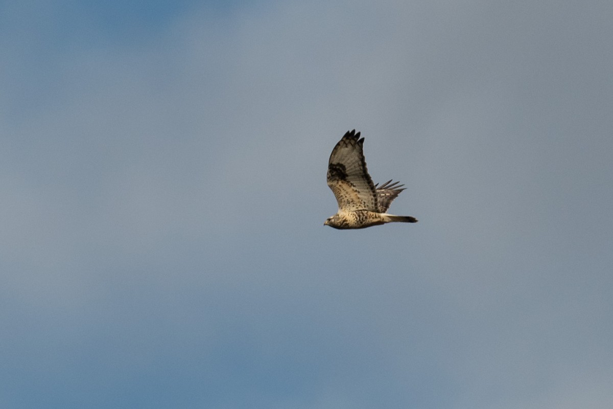 Rough-legged Hawk - ML645788435