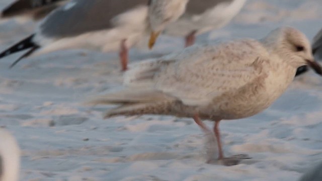 Iceland Gull (kumlieni) - ML645788437