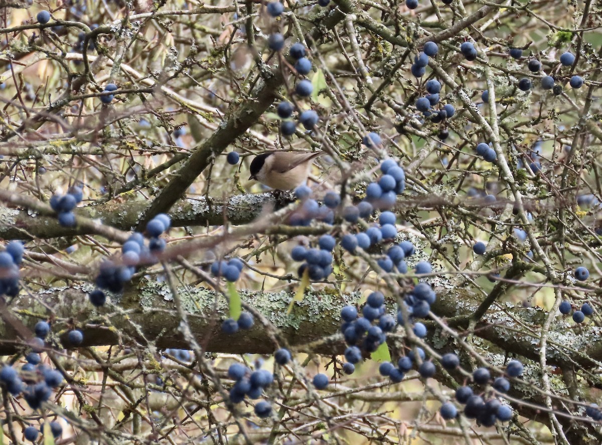 Marsh Tit - ML645788439