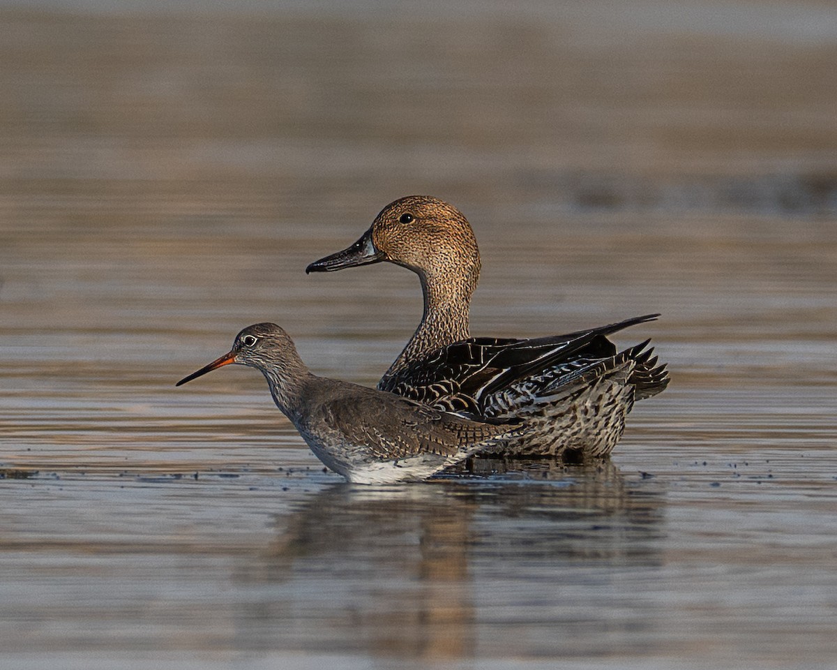 Archibebe Oscuro - ML645788441