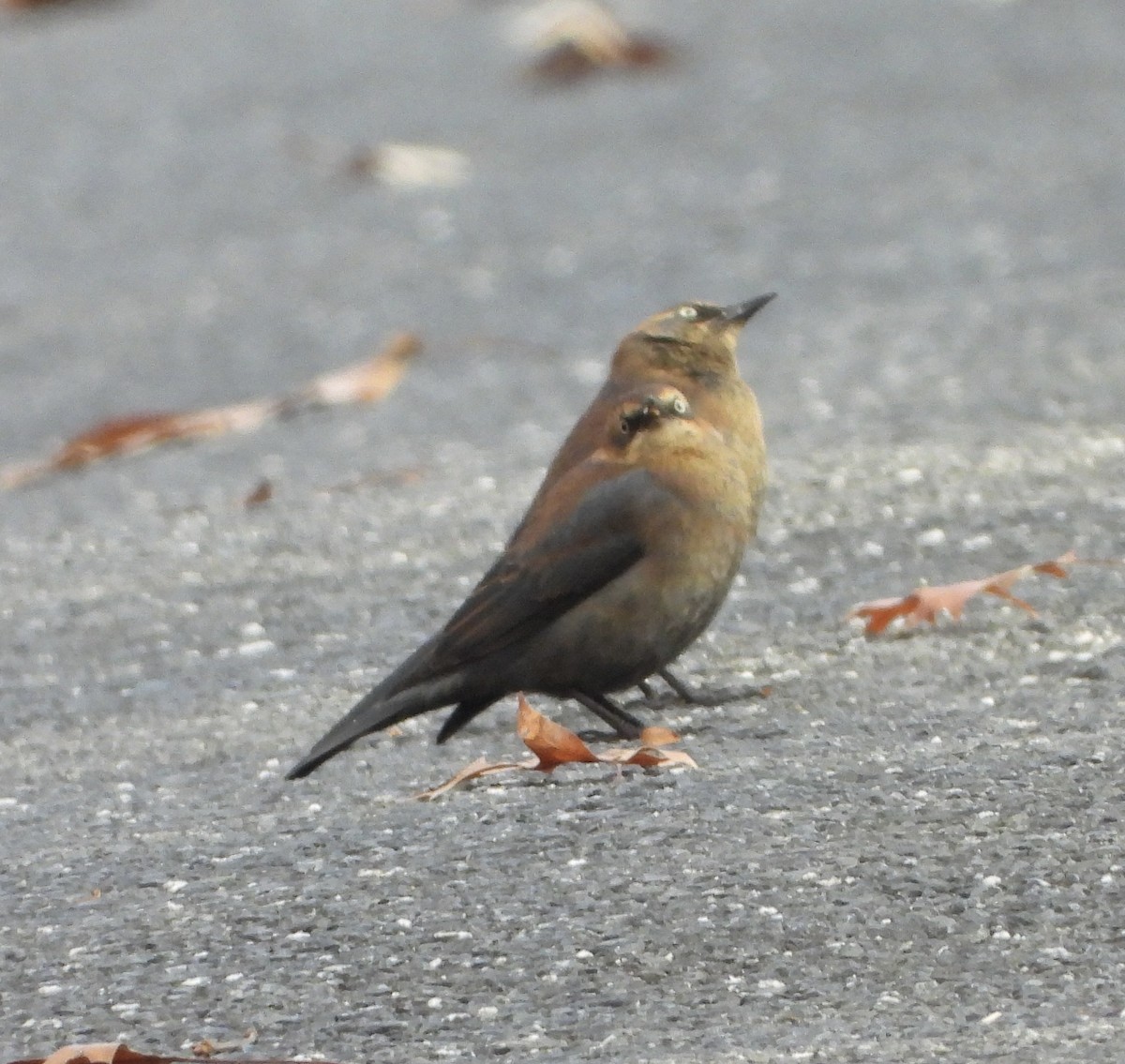 Rusty Blackbird - ML645788448