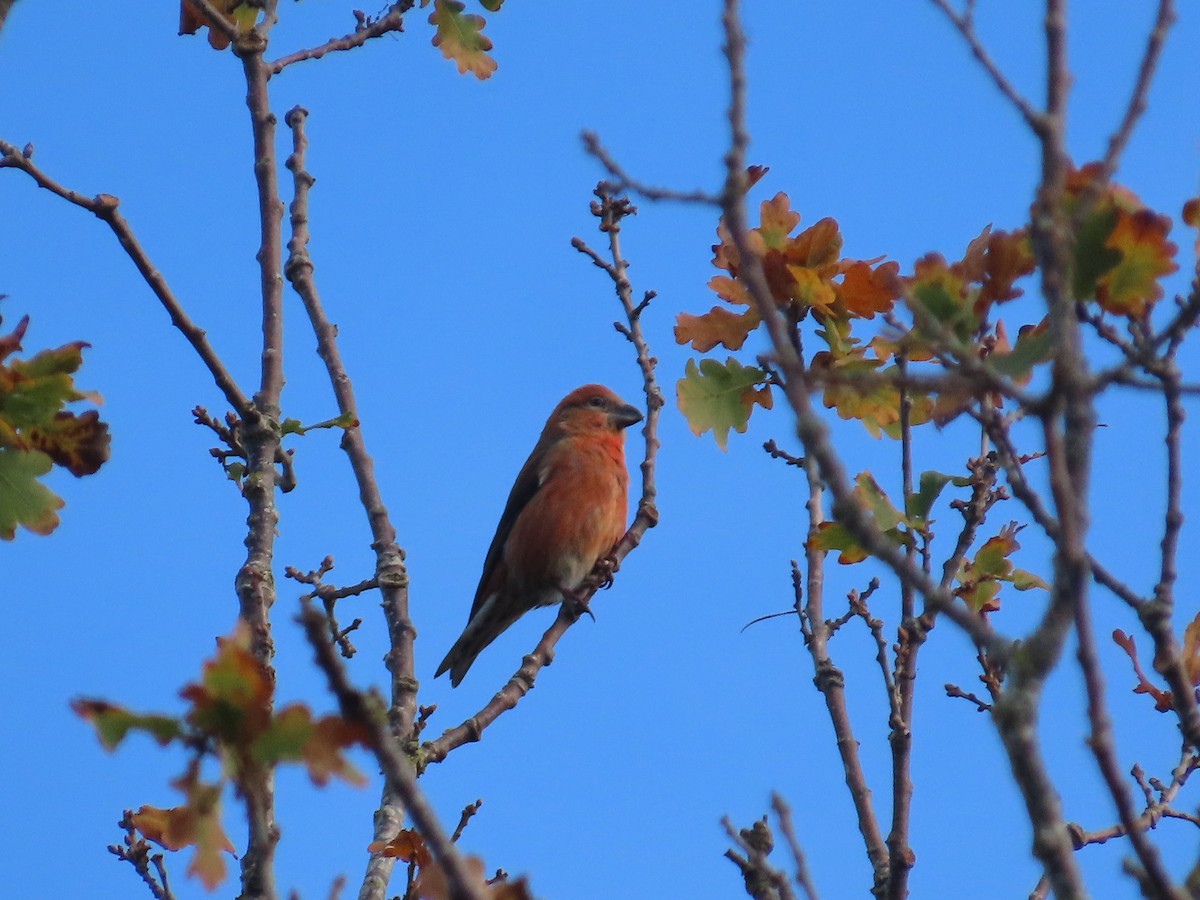 Red Crossbill - ML645788453