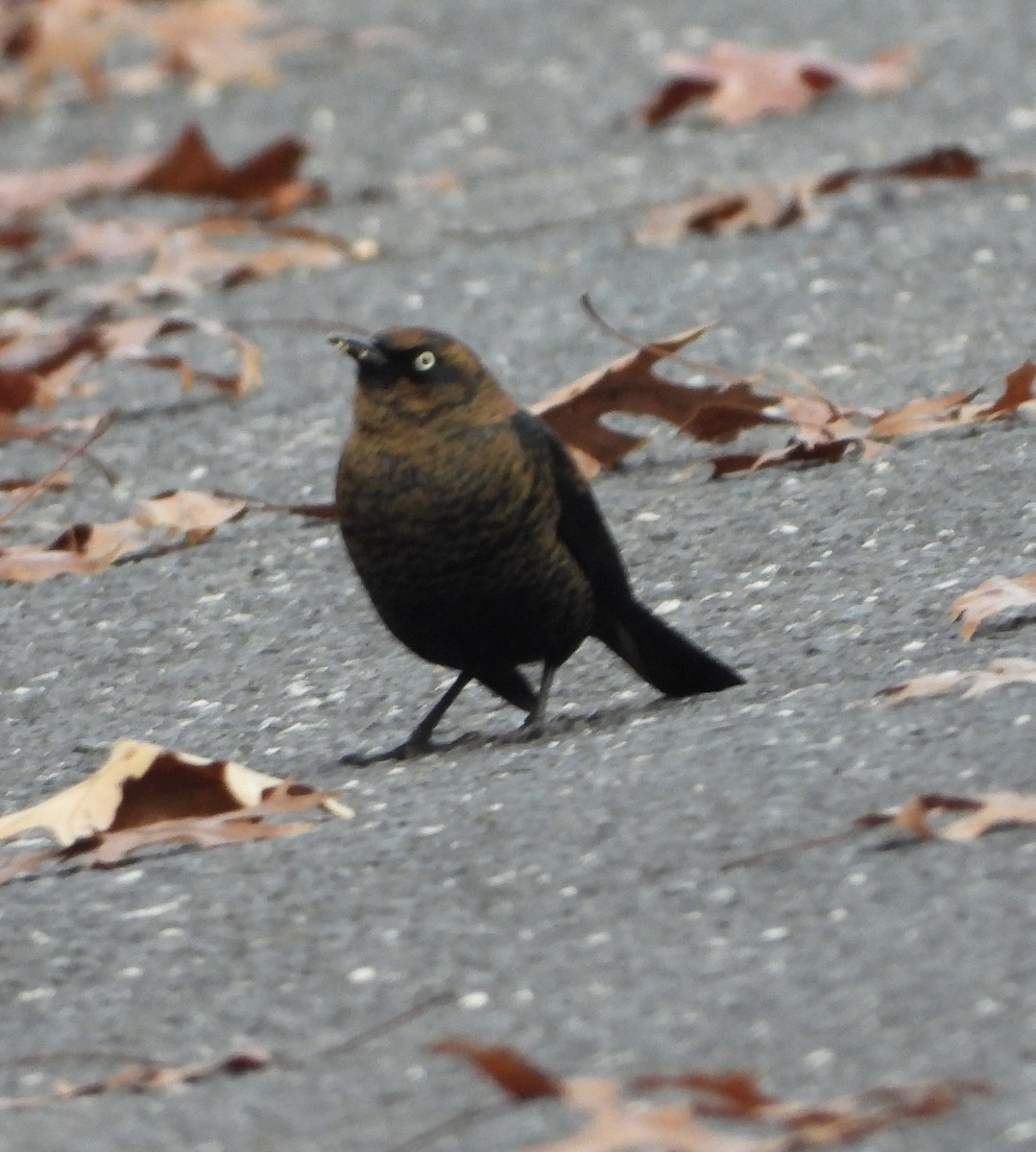 Rusty Blackbird - ML645788454