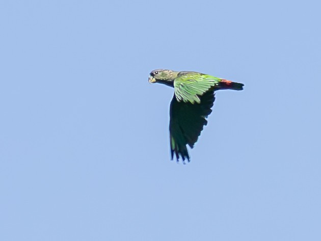 Scaly-headed Parrot - ML645788458
