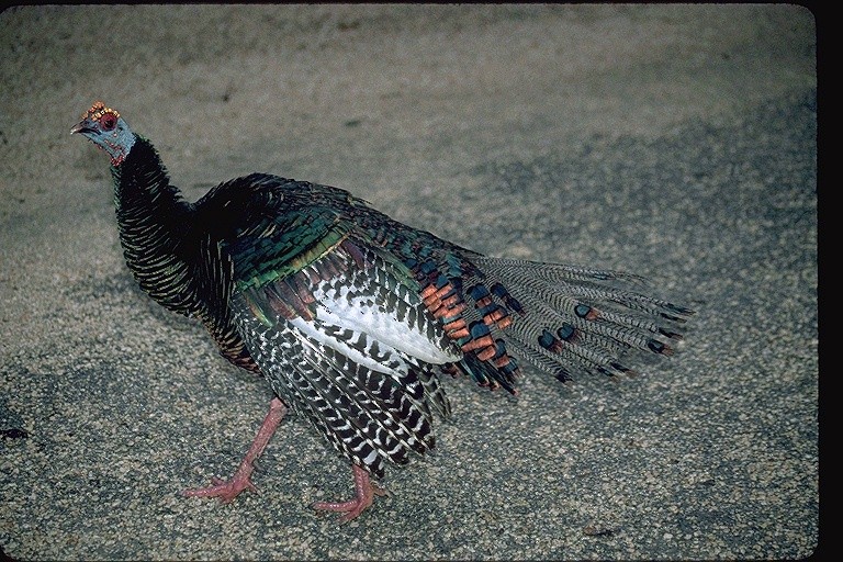 Ocellated Turkey - ML645788459