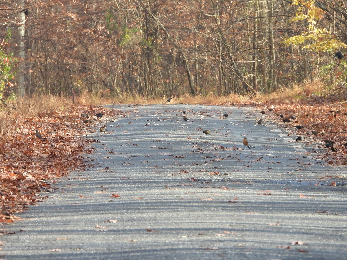 Rusty Blackbird - ML645788460