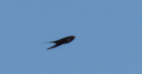 Barn Swallow - ML645788461