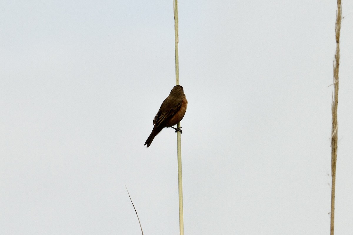 Ruddy-breasted Seedeater - ML645788464