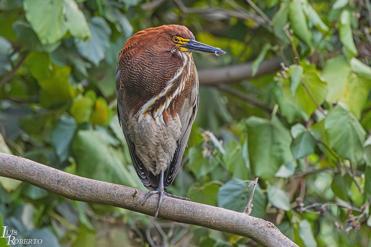 Rufescent Tiger-Heron - ML645788465