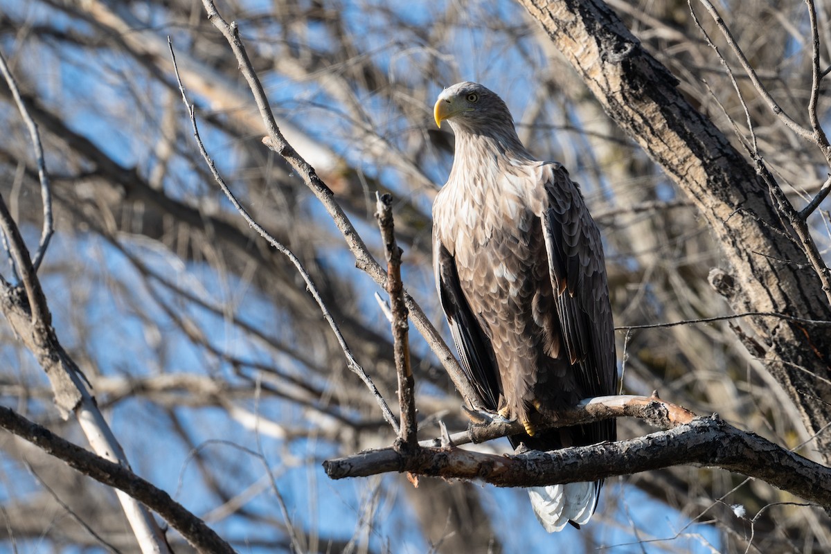 White-tailed Eagle - ML645788469