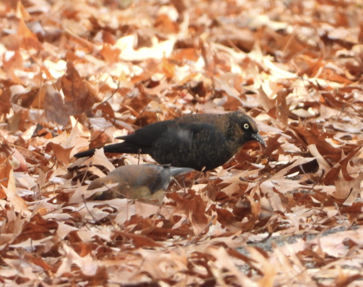 Rusty Blackbird - ML645788471