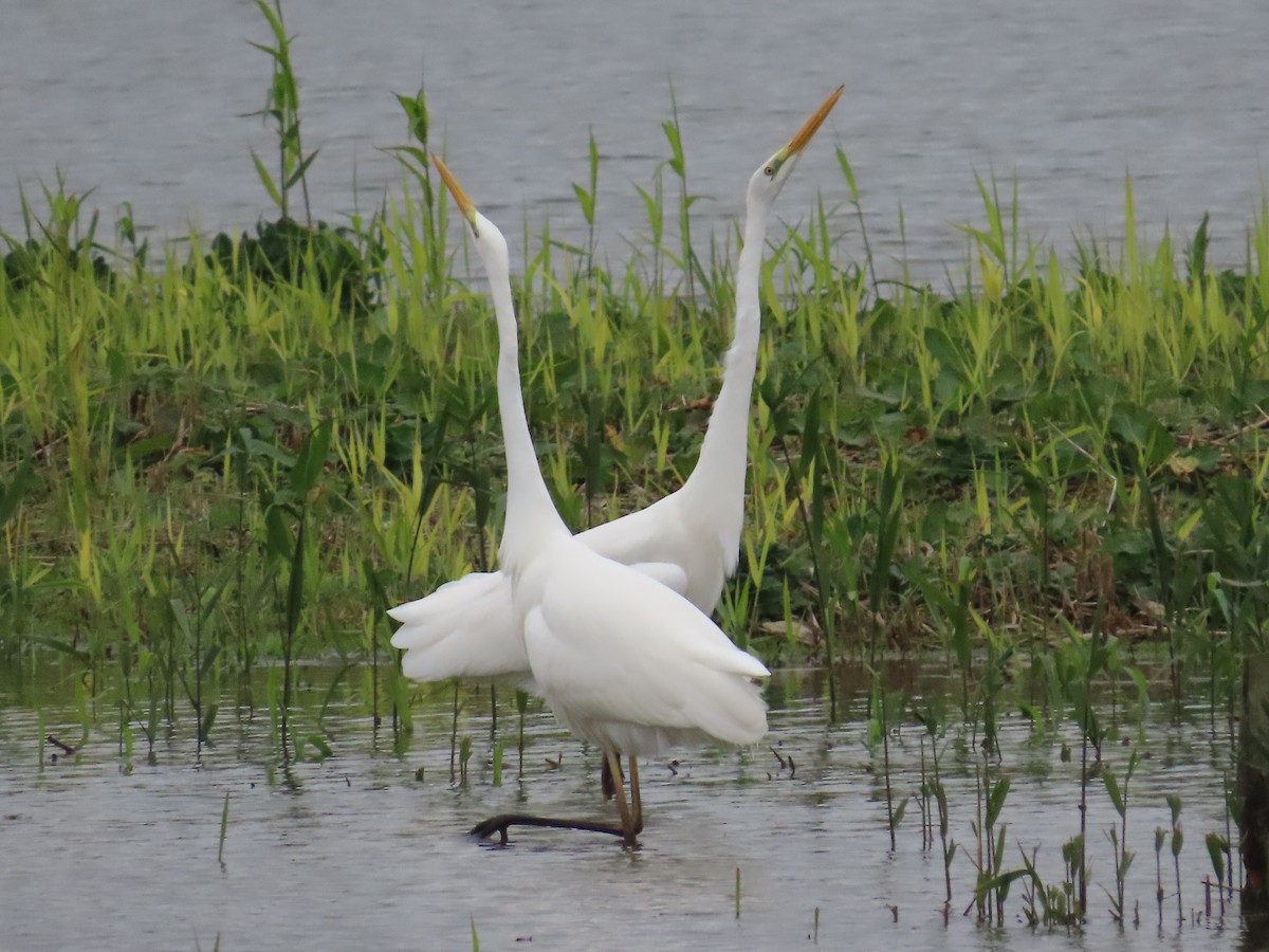 Great Egret - ML645788473