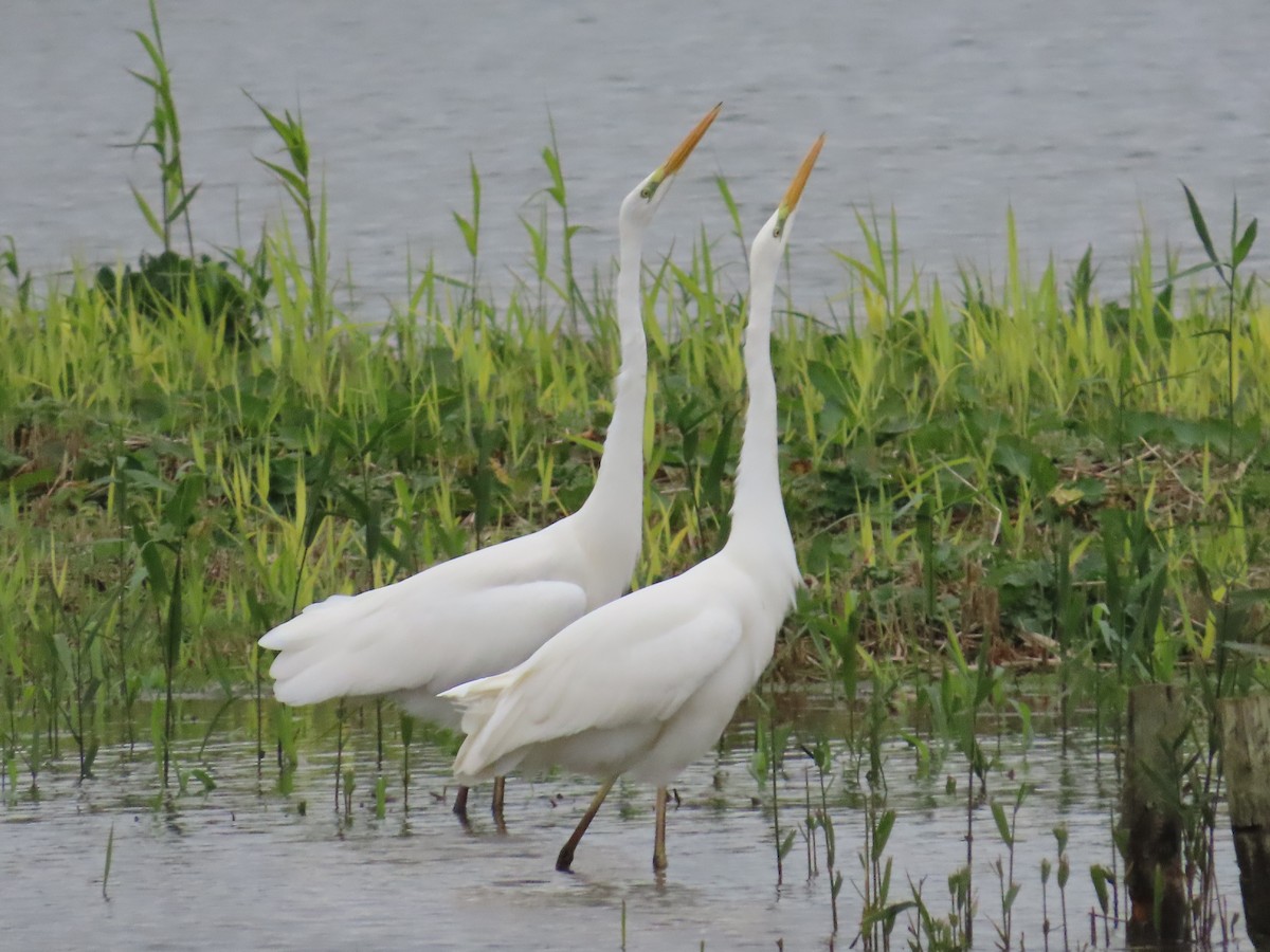 Great Egret - ML645788474
