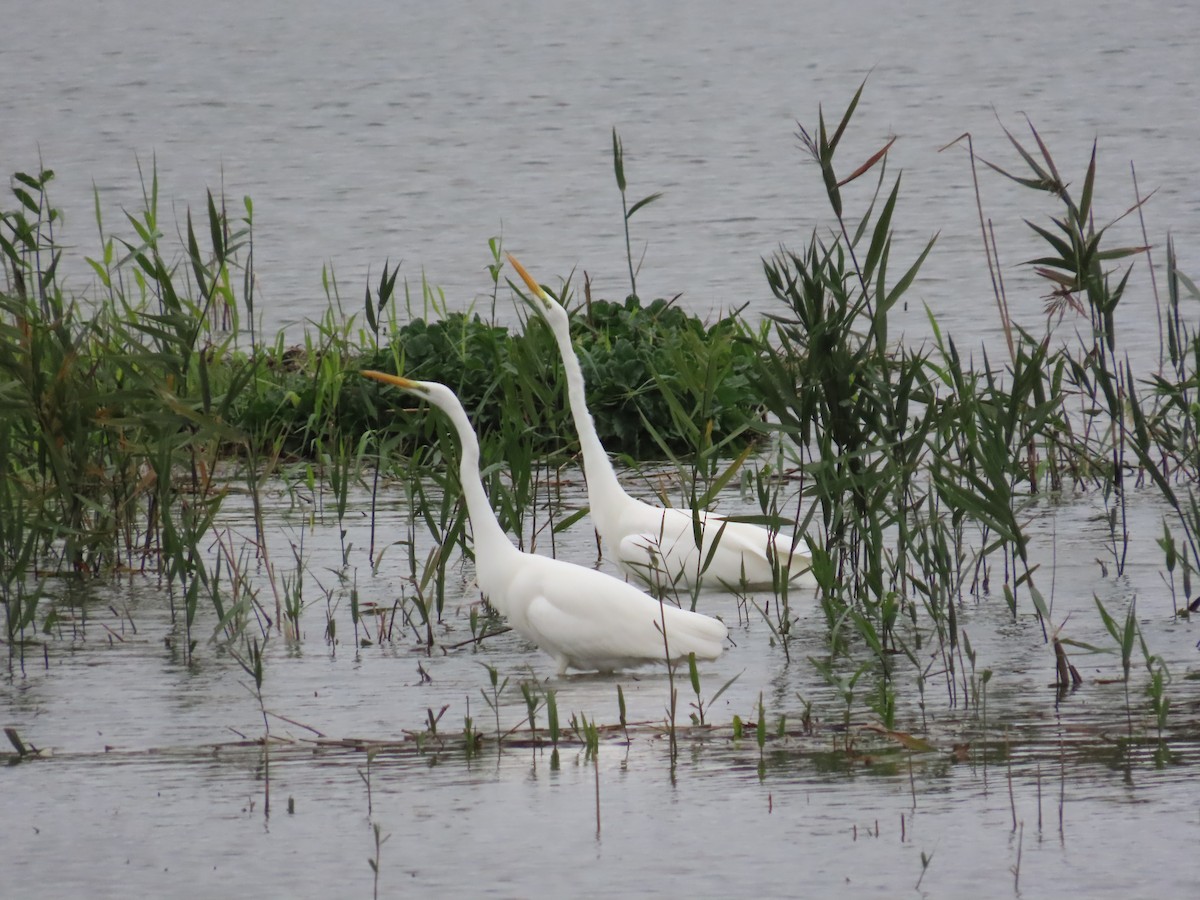 Great Egret - ML645788475